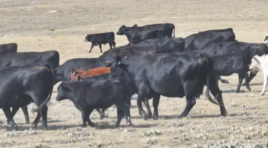 100 Head Of Black Angus/ Black Baldy- BC911D5